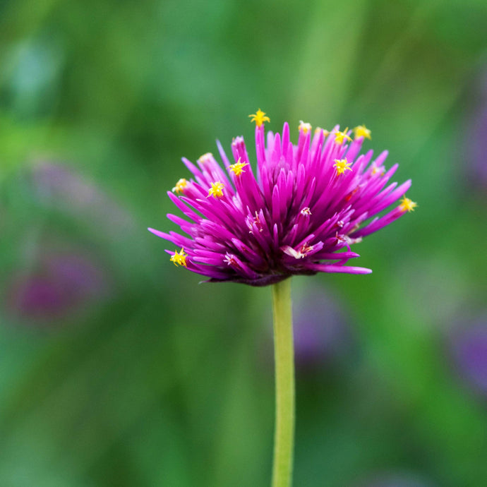 Gomphrena Fireworks