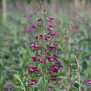 Penstemon