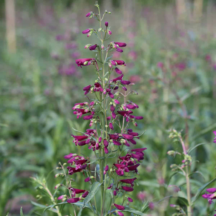 Penstemon