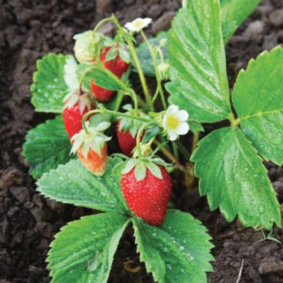 Fraise Alpine