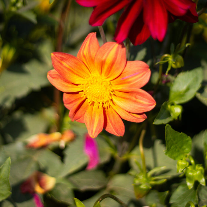 Dahlia Minuscule