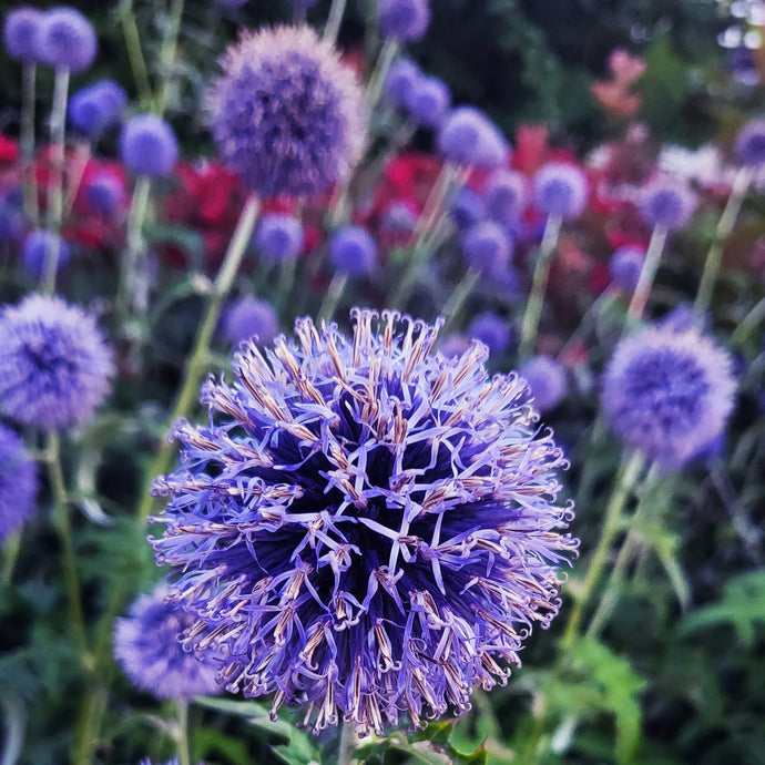 Echinops