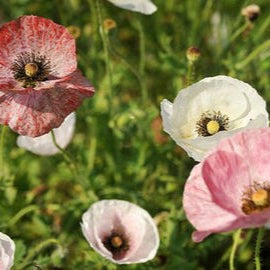 Coquelicot Pastel