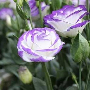 Lisianthus Bleu & Blanc