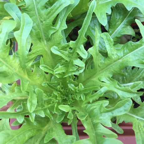 Laitue Feuille de Chêne Verte