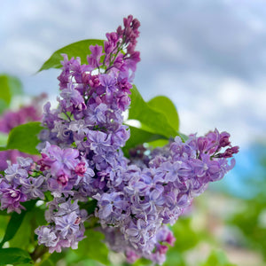 Lilas