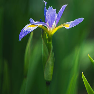 Iris Versicolor