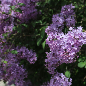 Lilas