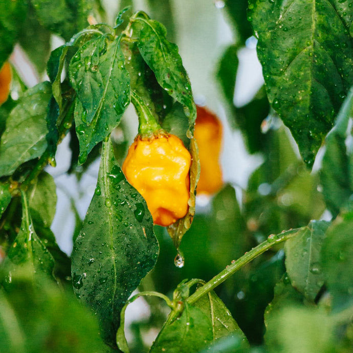 Piment Fort Habanero