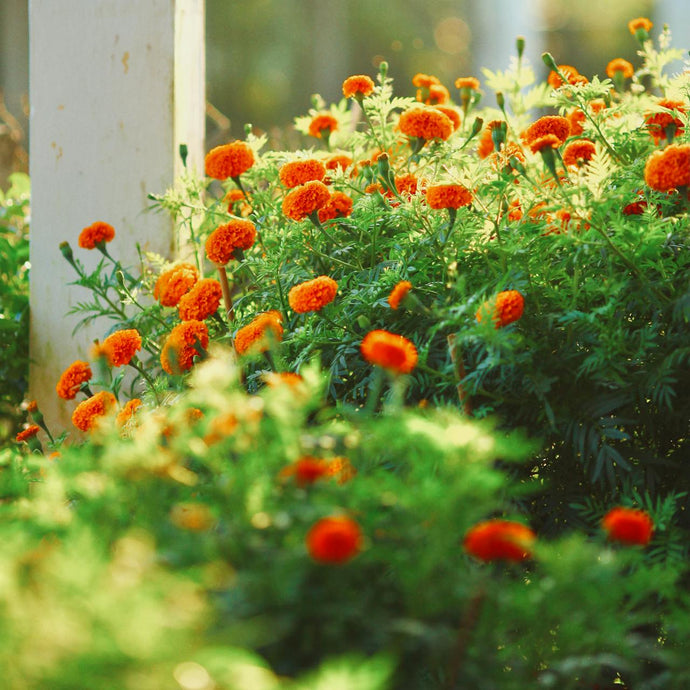 Marigold