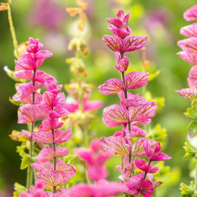 Salvia Rose