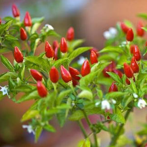 Piment Fort Piri-Piri